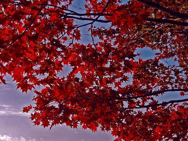 DSC01630 edit01.jpg