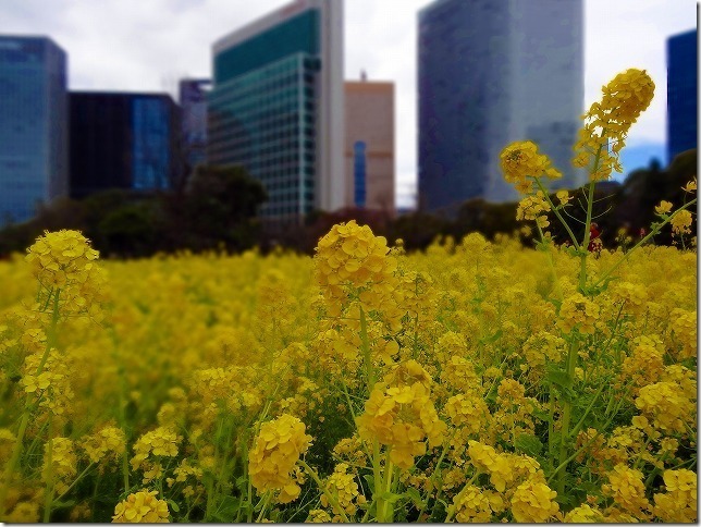 浜離宮恩賜公園　菜の花