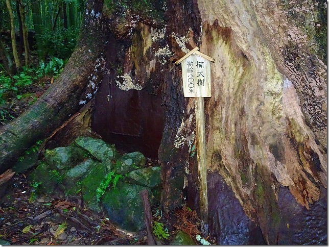 楠大樹　大門坂