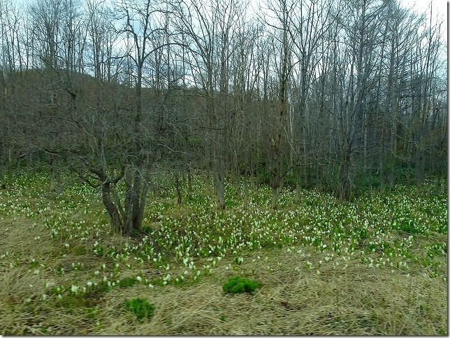 水芭蕉　北海道