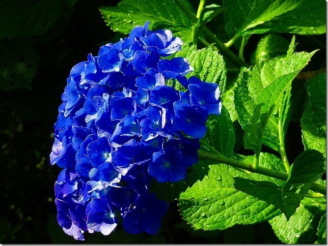 紫陽花