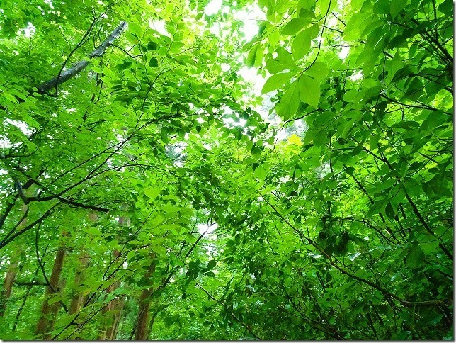 龍ヶ窪 　新潟県 中魚沼郡 津南町