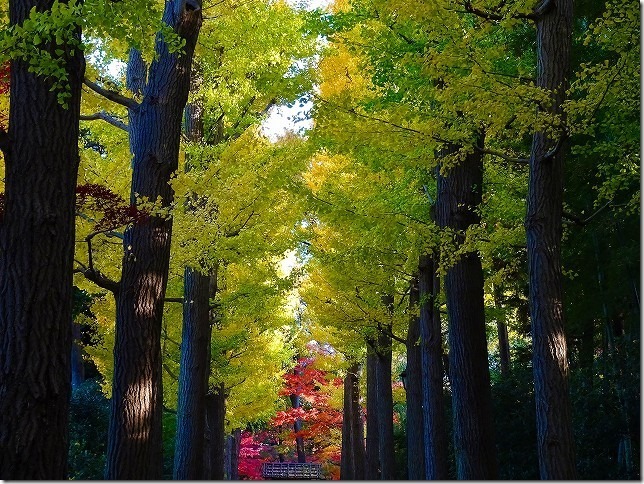 太田黒（おおたぐろ）公園　紅葉　 東京都 杉並区