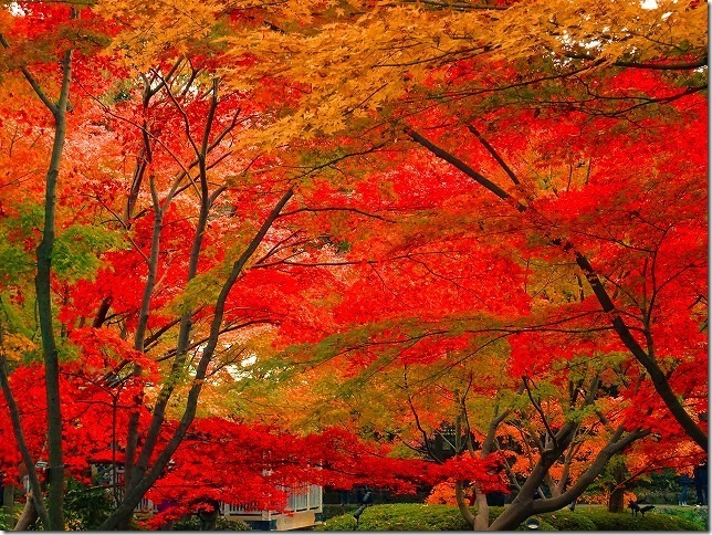 太田黒（おおたぐろ）公園　紅葉　 東京都 杉並区