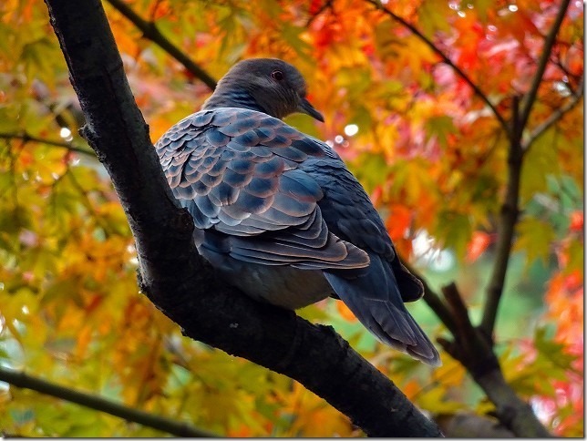 太田黒（おおたぐろ）公園　紅葉　 東京都 杉並区
