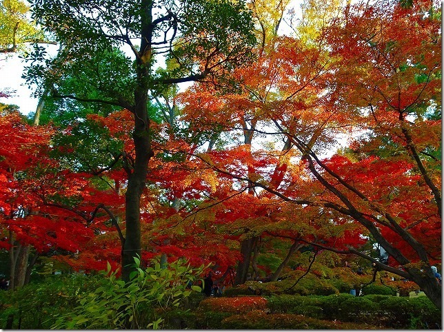 太田黒（おおたぐろ）公園　紅葉　 東京都 杉並区