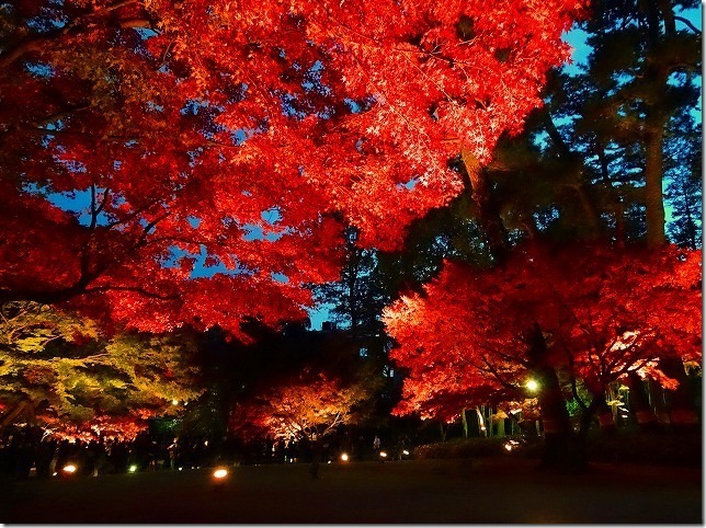 太田黒（おおたぐろ）公園　紅葉　 東京都 杉並区