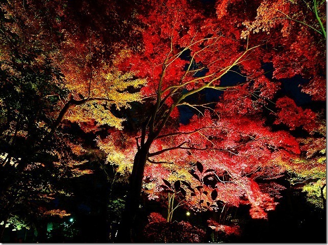 太田黒（おおたぐろ）公園　紅葉　 東京都 杉並区