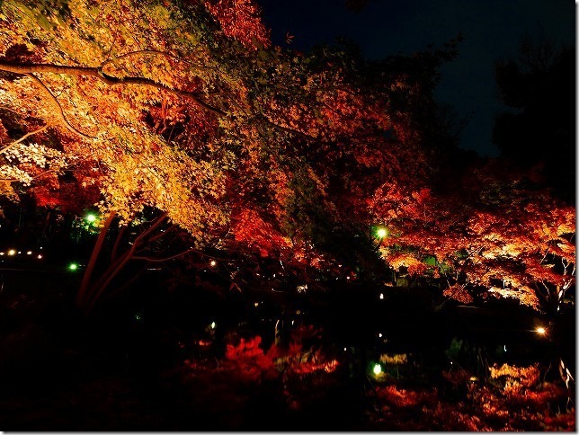 太田黒（おおたぐろ）公園　紅葉　 東京都 杉並区