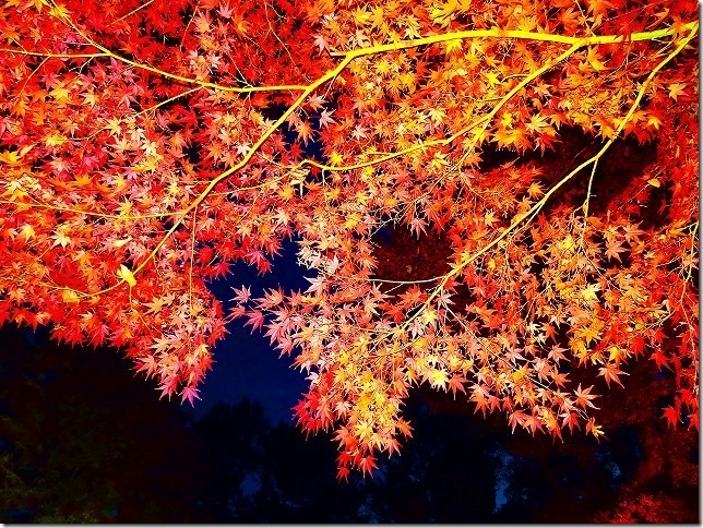 太田黒（おおたぐろ）公園　紅葉　 東京都 杉並区