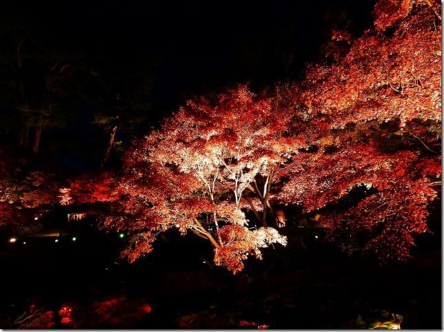 太田黒（おおたぐろ）公園　紅葉　 東京都 杉並区