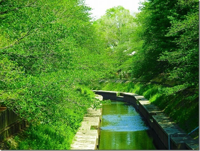 善福寺側緑地　東京都　杉並区