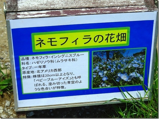 国営　昭和記念公園