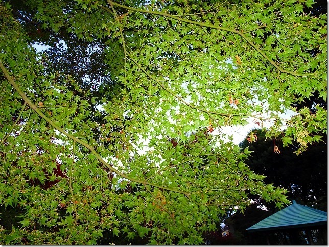 太田黒公園　2018年紅葉ライトアップ　東京都 杉並区