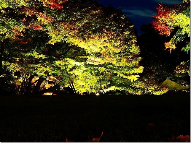 太田黒公園　2018年紅葉ライトアップ　東京都 杉並区
