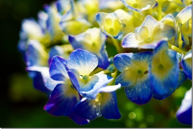 紫陽花