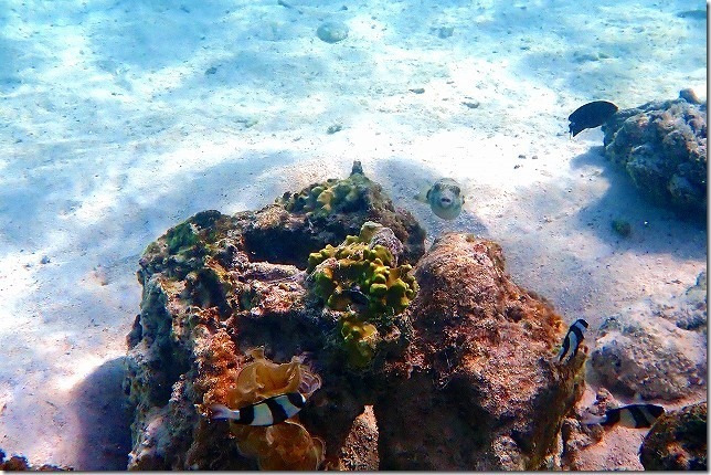 FIESTA （フィエスタ）RESORT GUAM 