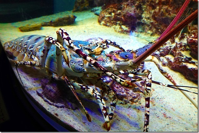 沖縄美ら海水族館（沖縄県 本部町（もとぶちょう））