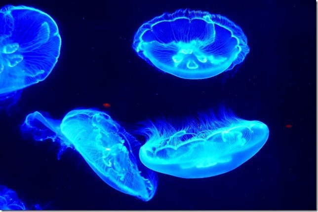 沖縄美ら海水族館（沖縄県 本部町（もとぶちょう））