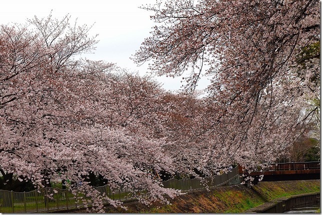 善福寺川緑地（東京都 杉並区）
