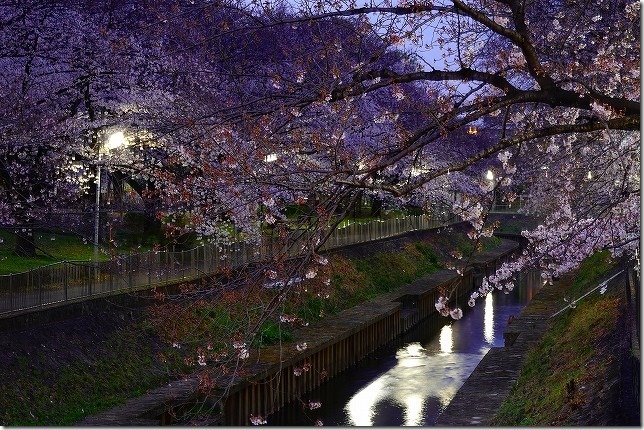 善福寺川緑地（東京都 杉並区）