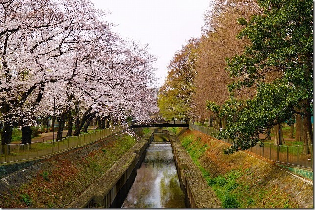 善福寺川緑地（東京都 杉並区）