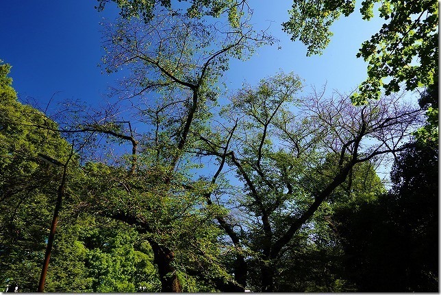 善福寺川緑地（東京都 杉並区）
