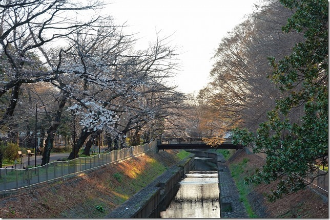善福寺川緑地（東京都 杉並区）