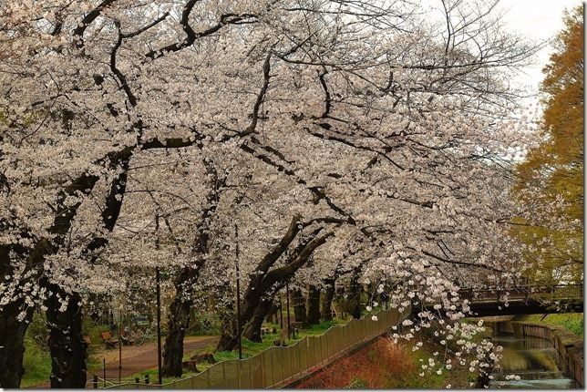 善福寺川緑地（東京都 杉並区）