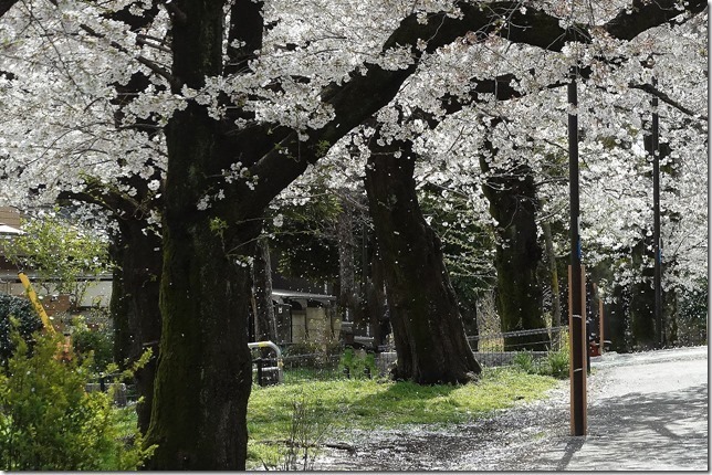 善福寺川緑地（東京都 杉並区）
