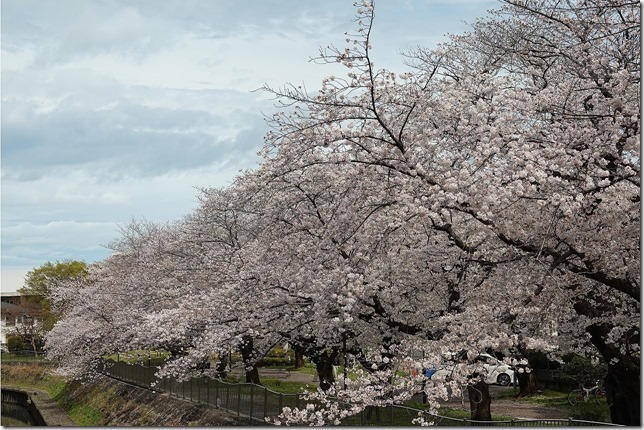 善福寺川緑地（東京都 杉並区）
